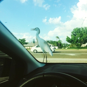 Cattle egret who wouldn't get off the car in Ft. Myers - a good omen for the trip